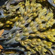 Bladderwrack (Fucus vesiculosus) powder 25kg